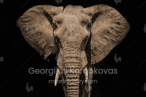African Elephant