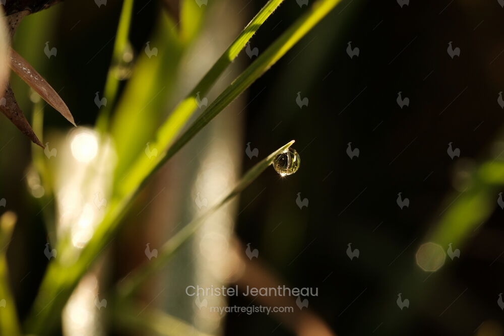 Goutte d'eau et bec