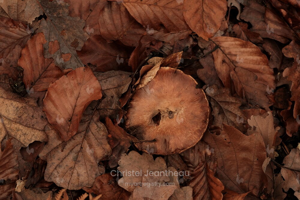 Feuilles et Champi