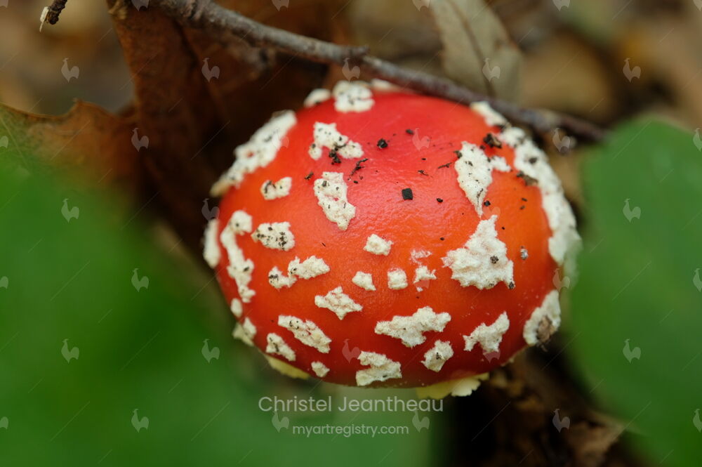 Peau mycologique