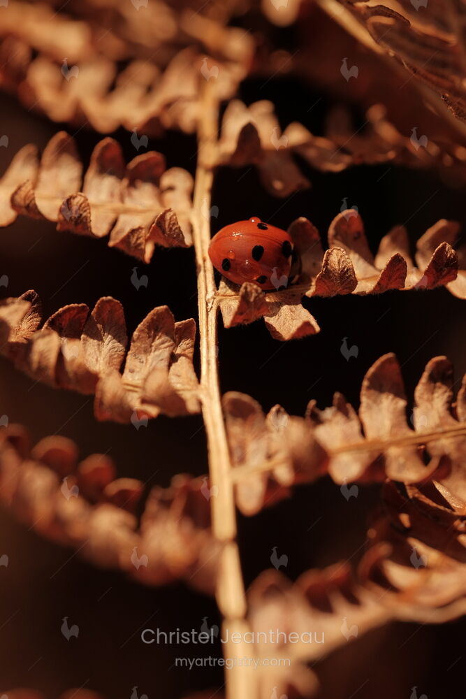 Coccinella