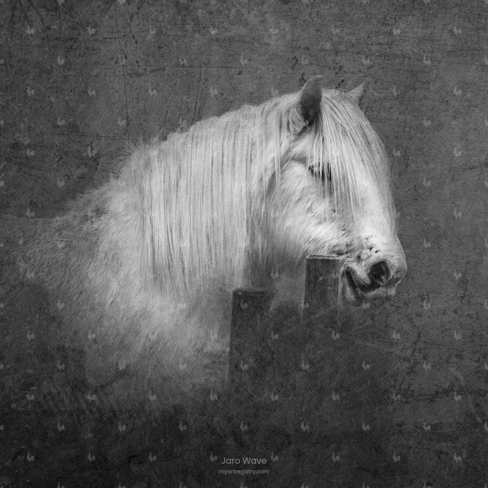 Percheron