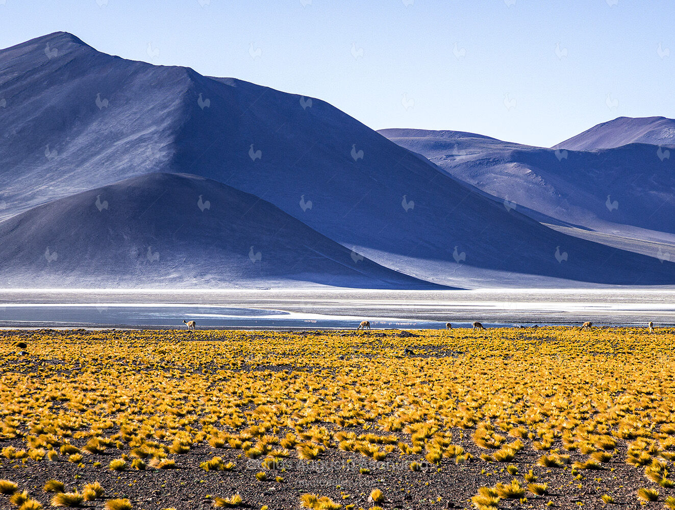 Atacama