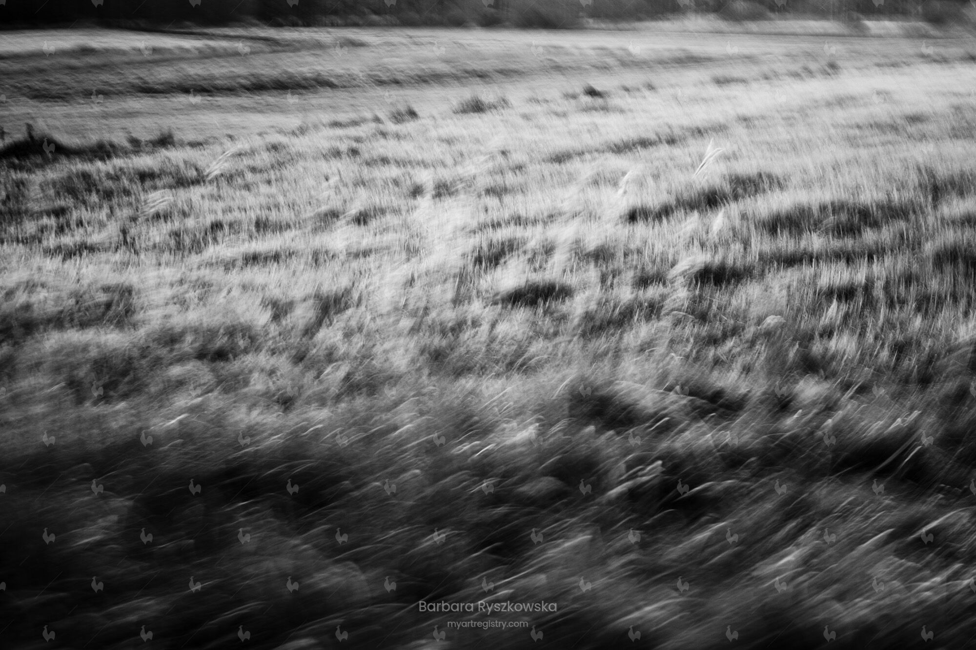 Grass