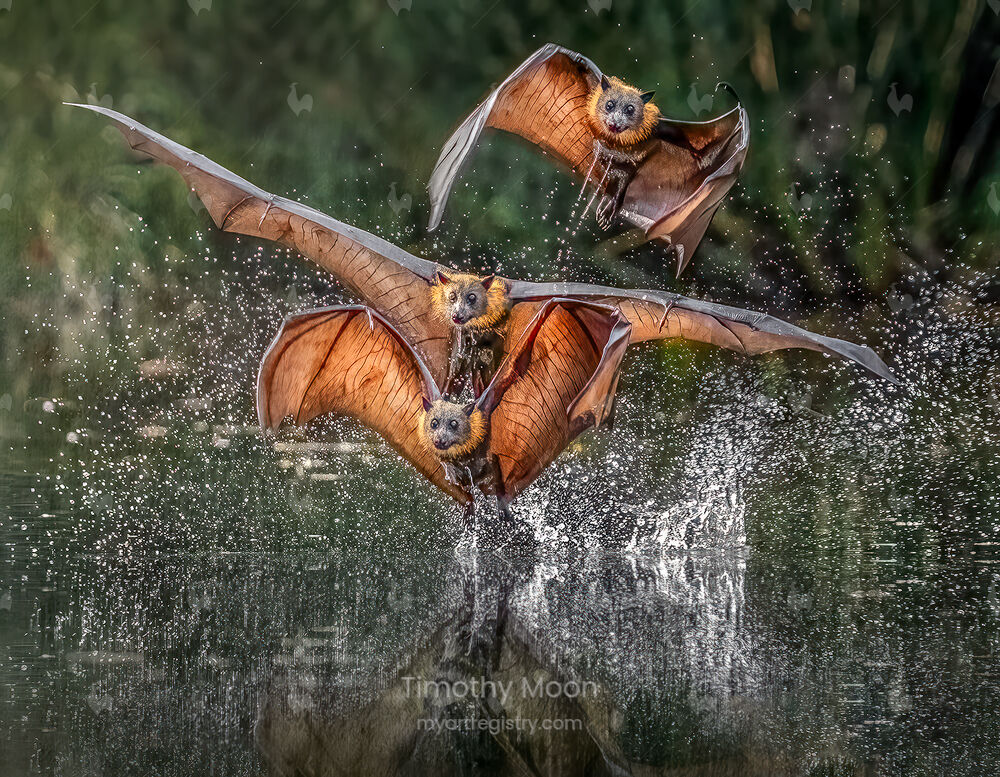Triple Takeoff
