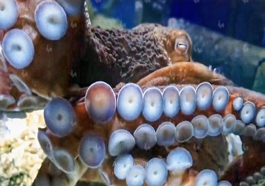 Red Octopussy IV 3/10