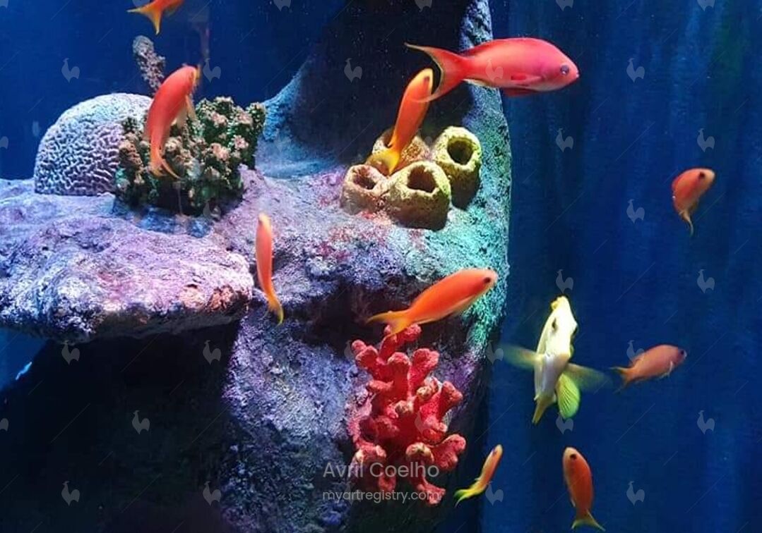 Coral Reef Life V 1/10