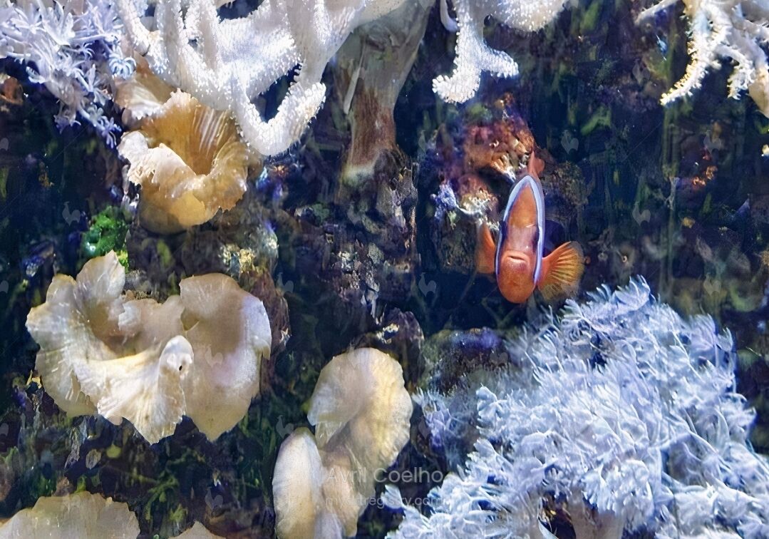 Coral Reef Life III 5/10
