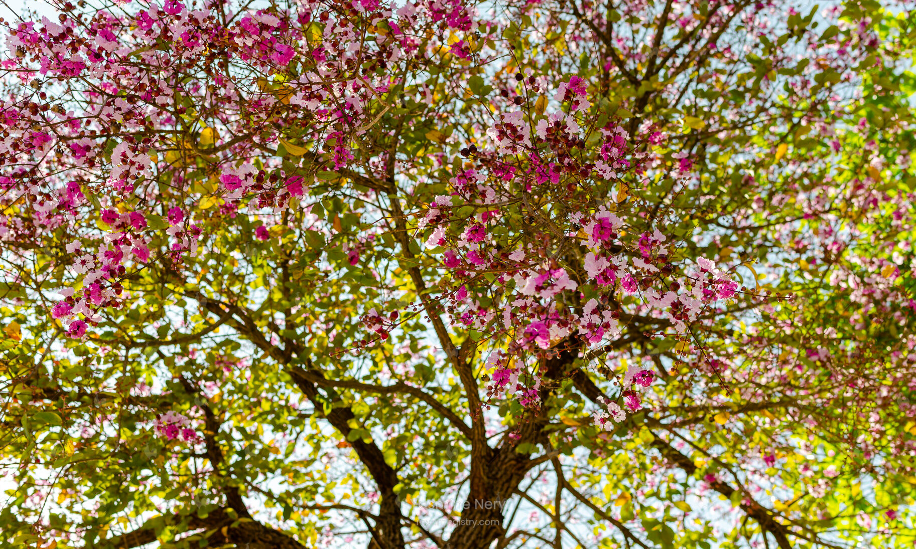 Florescer