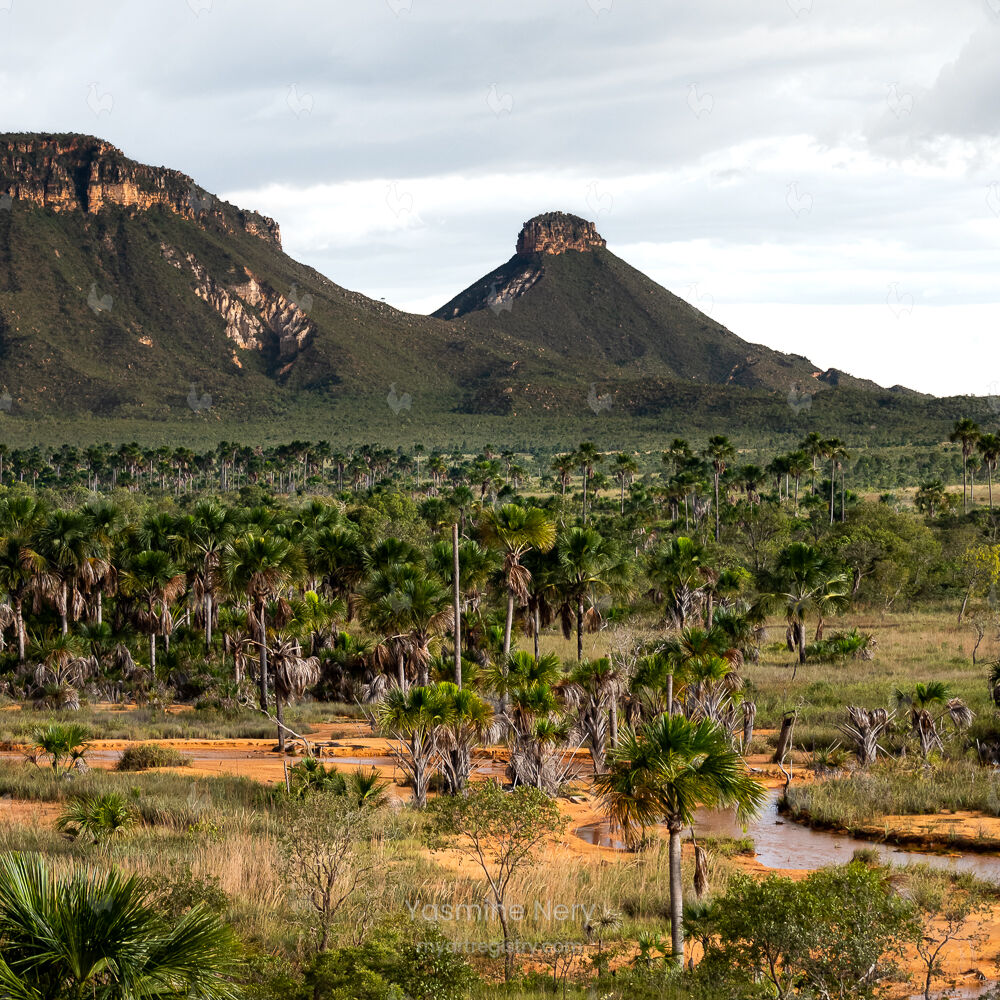 Jardim do Cerrado