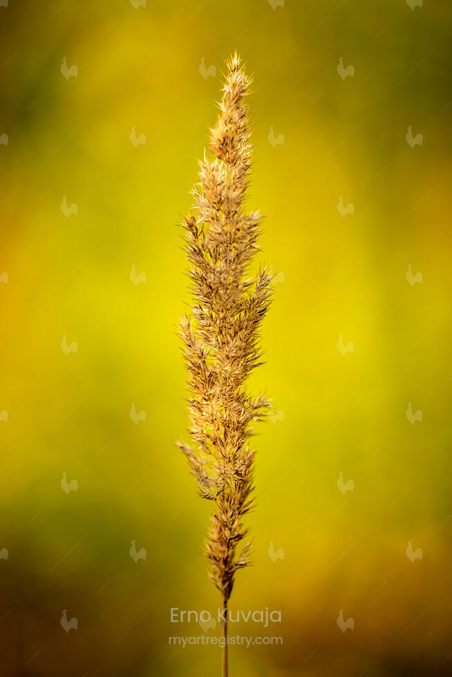 Inflorescence