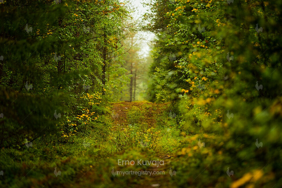 Path to the Winter