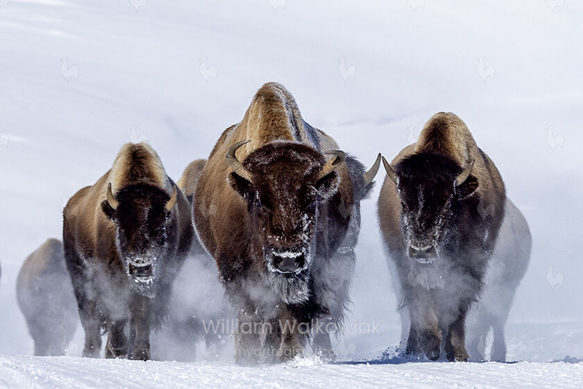 Bison, Yellowstone NP