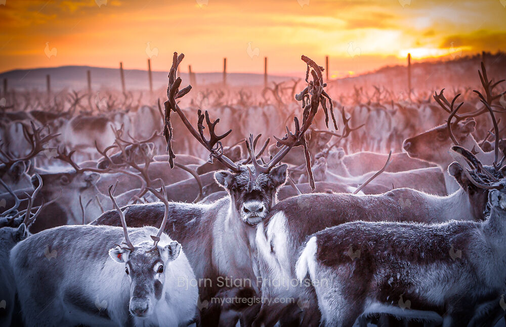 Reindeer at the Arctic Circle