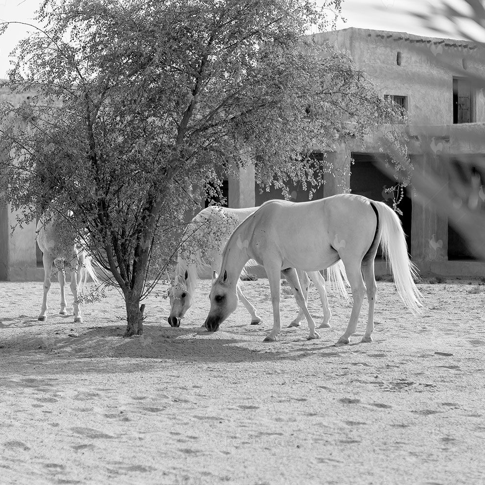 The Grey Mares in Qatar