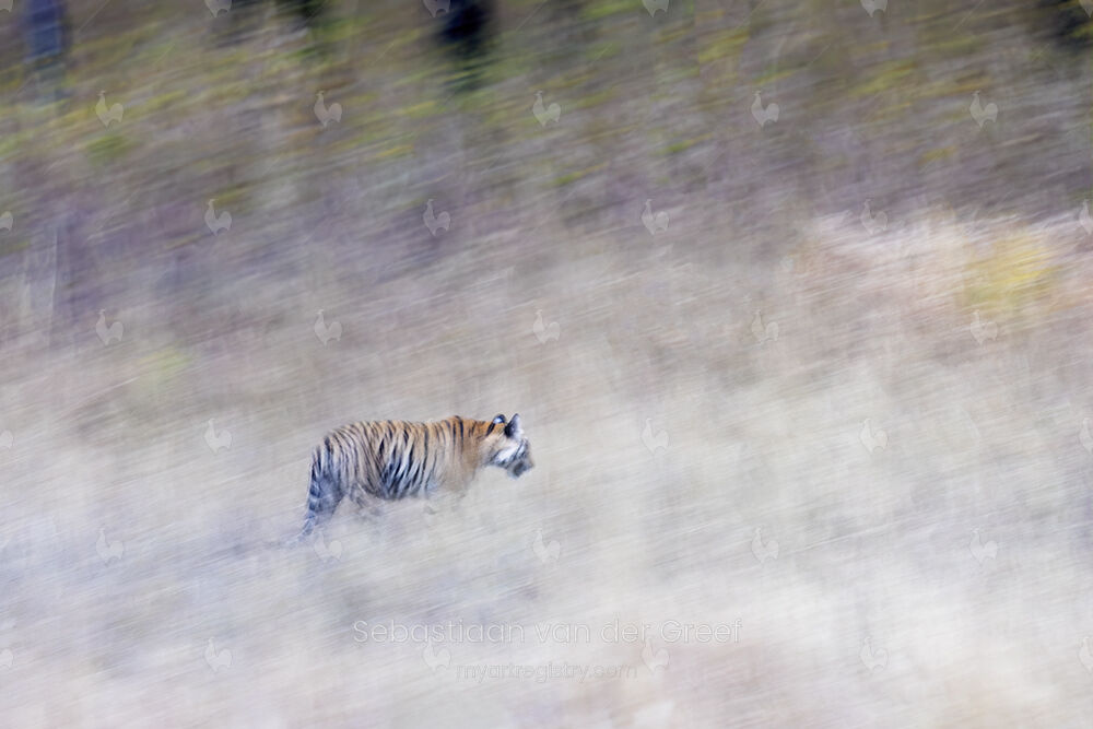 Stripes of Bandhavgarh