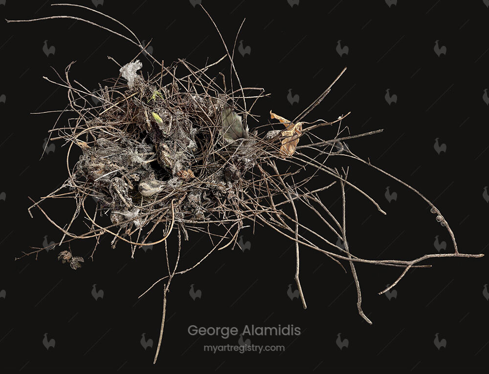 Drawing of "Nest with Remains" from the "Empty Nest" series