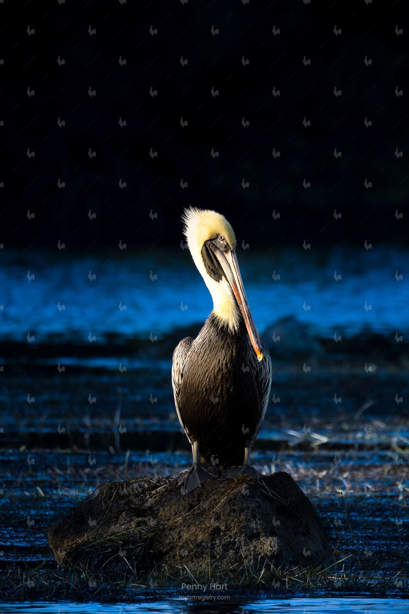 Pelican Ponderings
