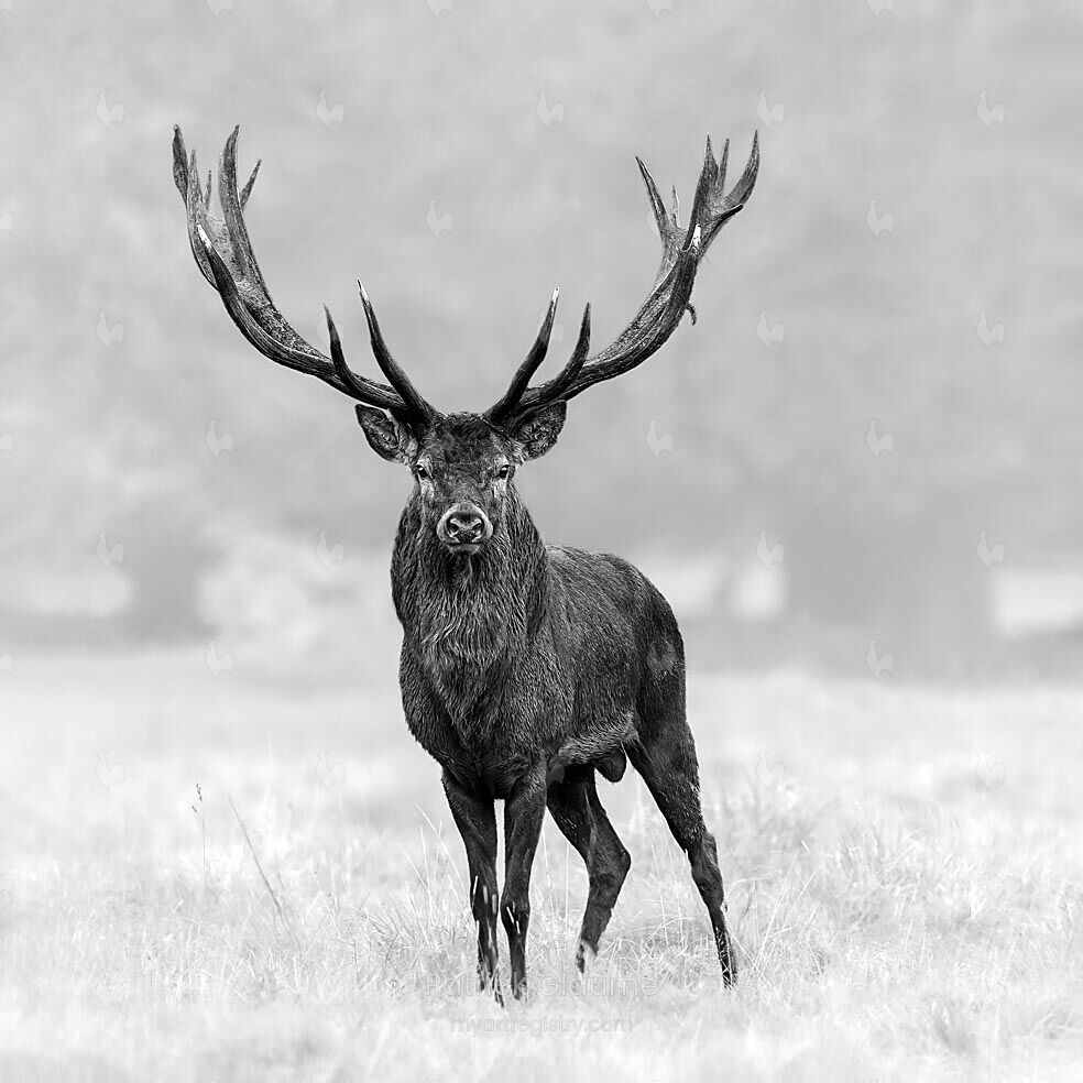 MAJESTUEUX