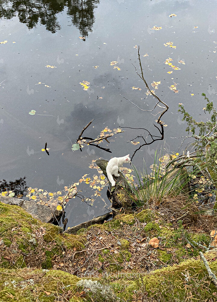 Isolde au lac