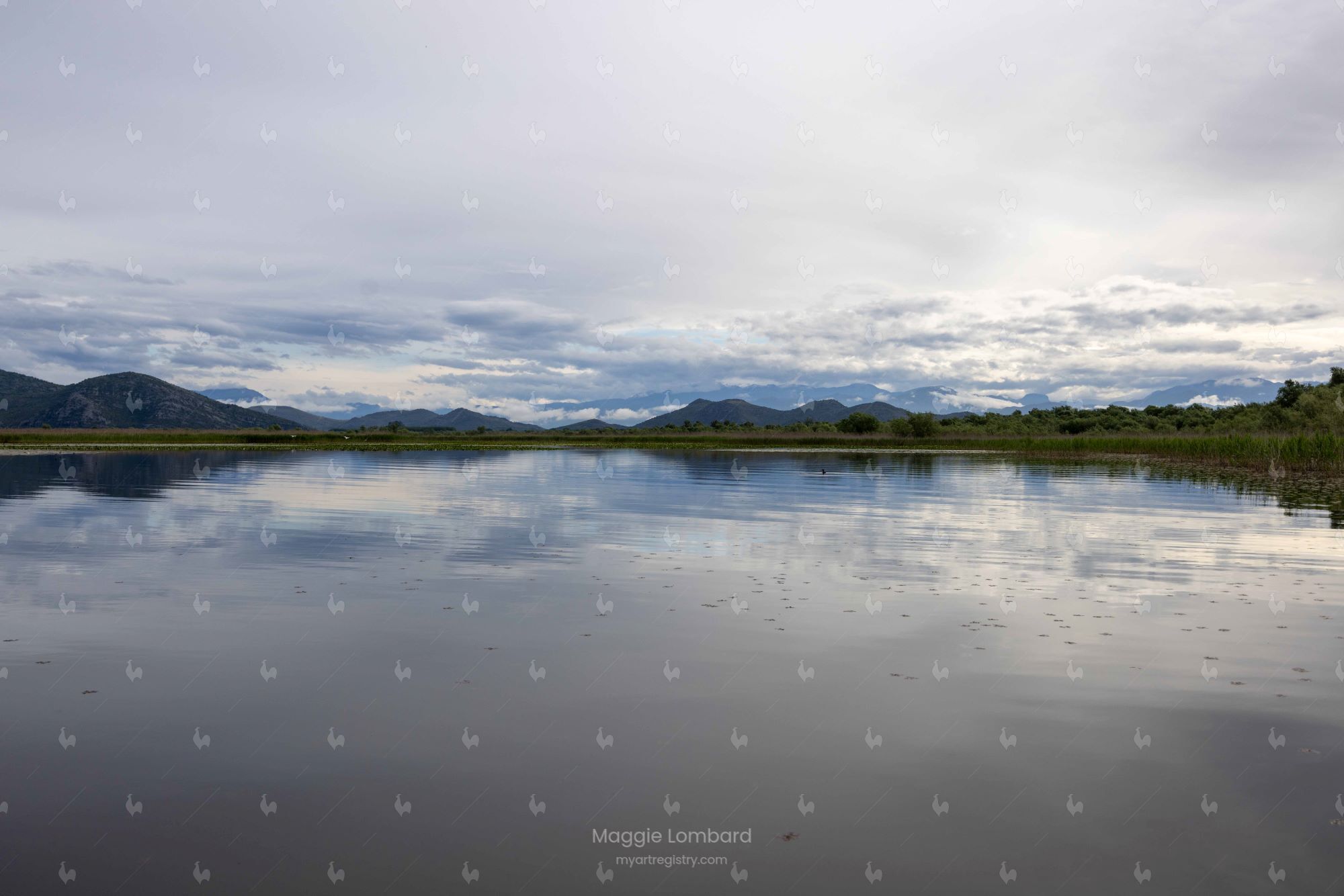 Bird Reflections at Skadar Lake