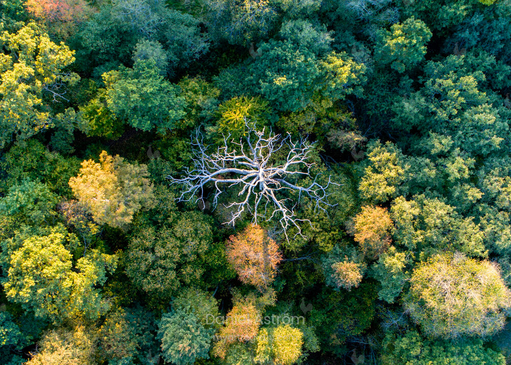 The dead tree from above 50*70cm - collectors edition of 6