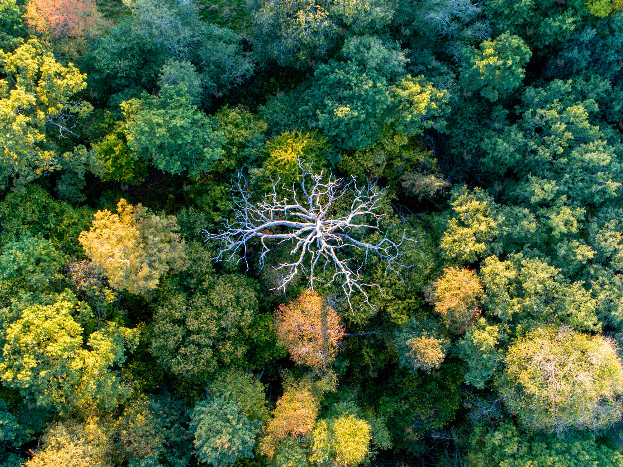 The dead tree from above 40*50cm - collectors edition of 10