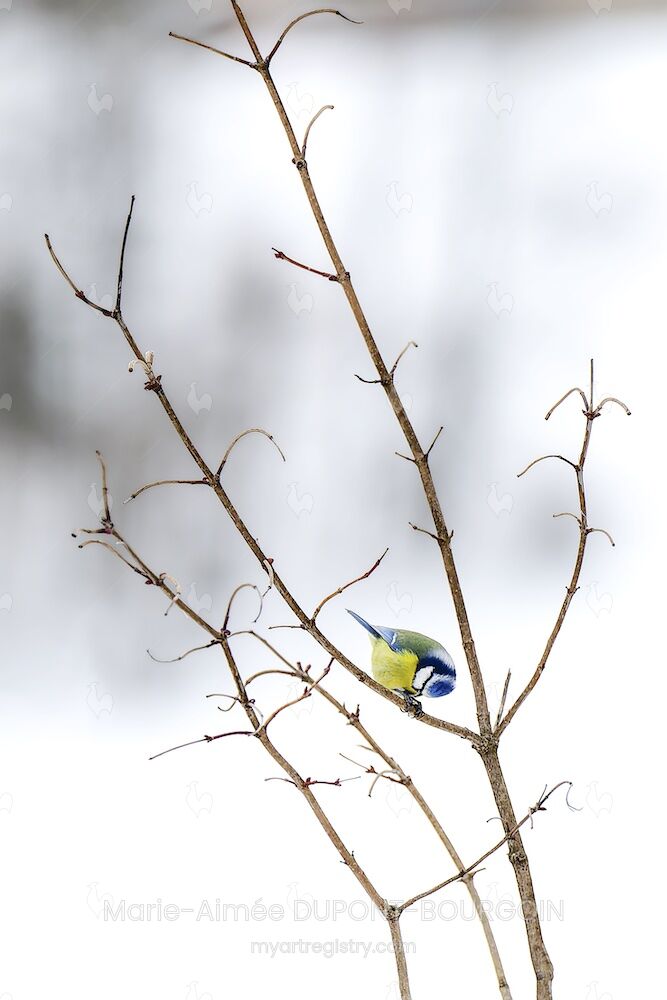 Mésange blottie