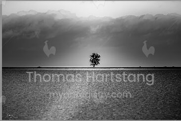 Photography: Der einsame Baum / The Lone Tree