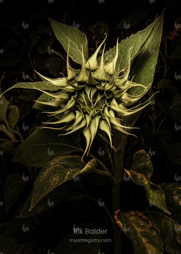 Sun flower from the past 