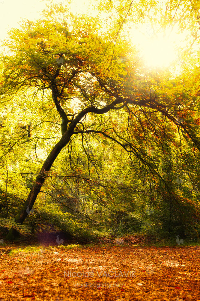 Incandescence