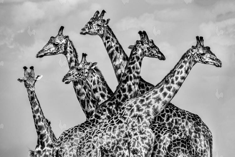 A Towering Presence