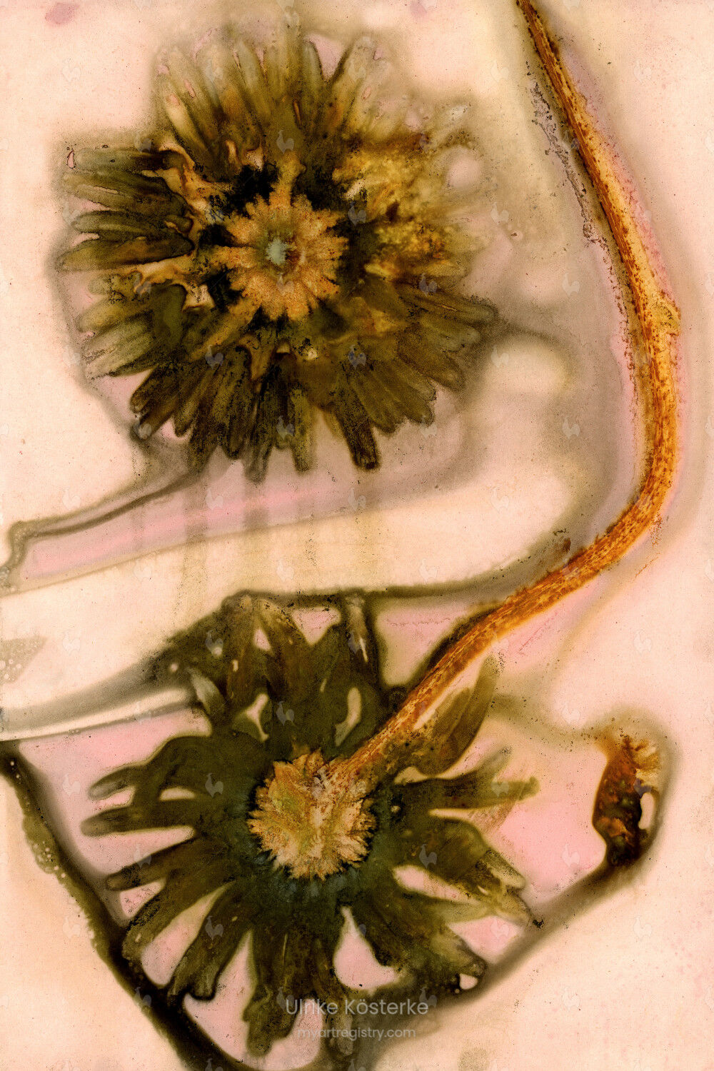 Rauer Sonnenhut (black-eyed Susan) 1/10