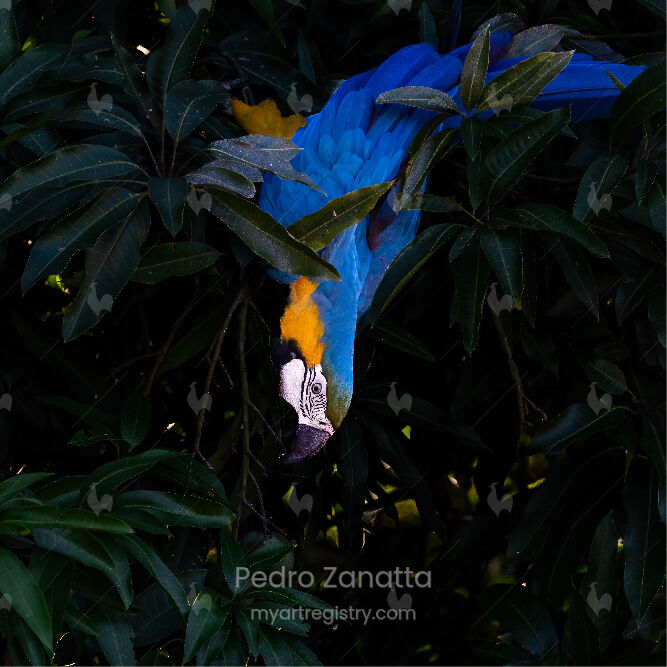 Pérola do Cerrado 2