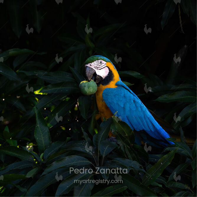 Pérola do Cerrado