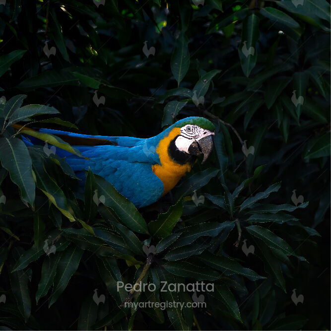 Pérola do Cerrado 3