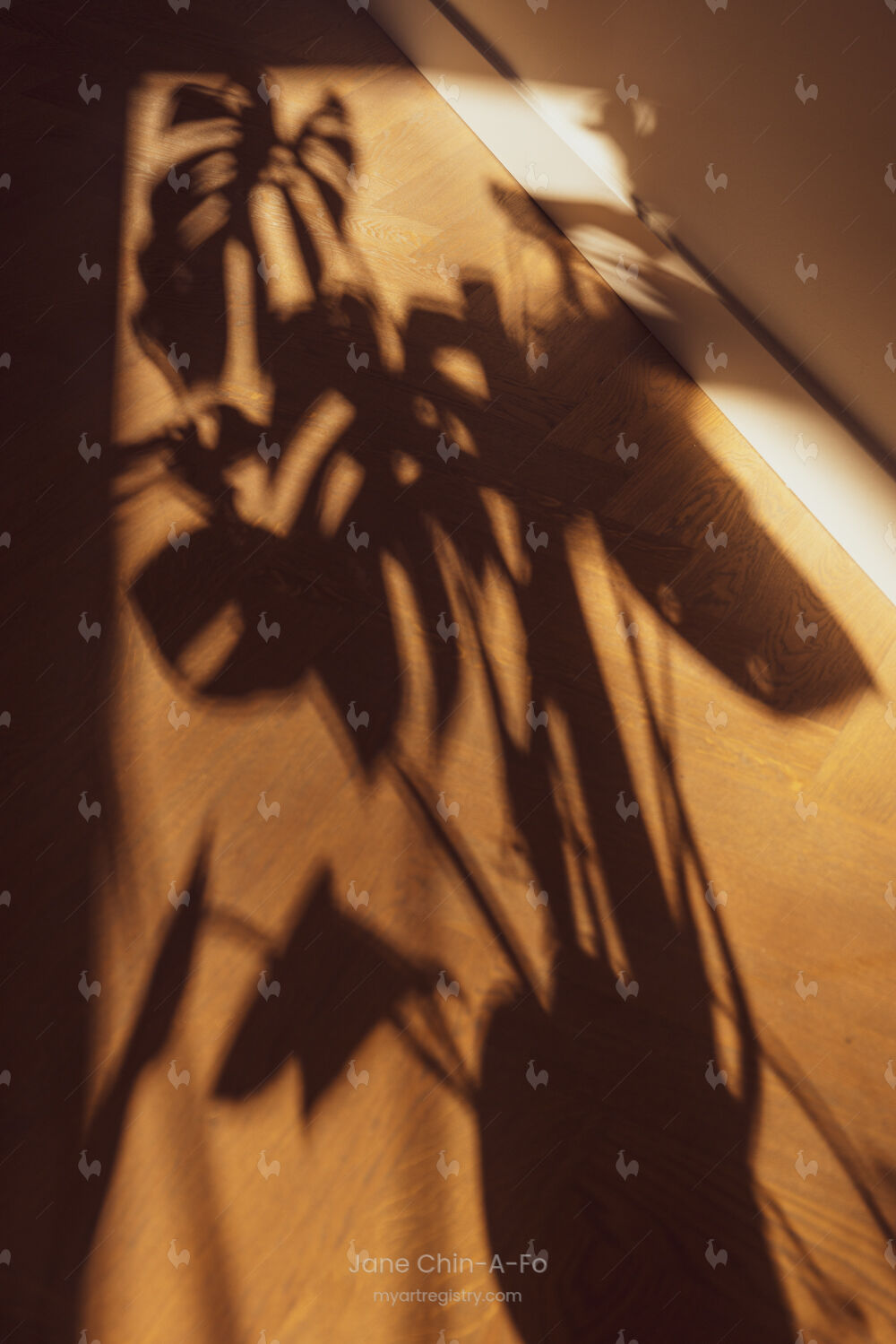 AP202411 Shadows | 2