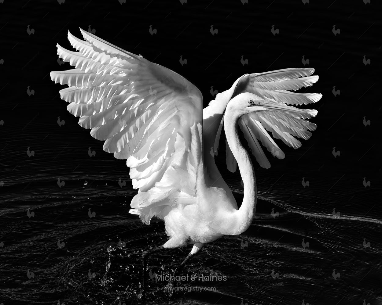 Angel Wings #2