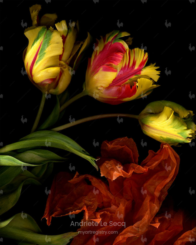 Secret Garden XII