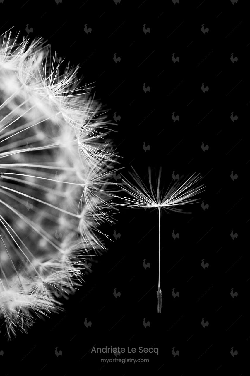 Secret Garden VII