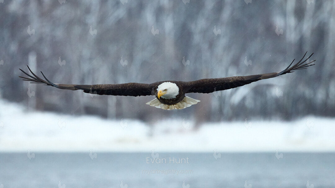 Warbird