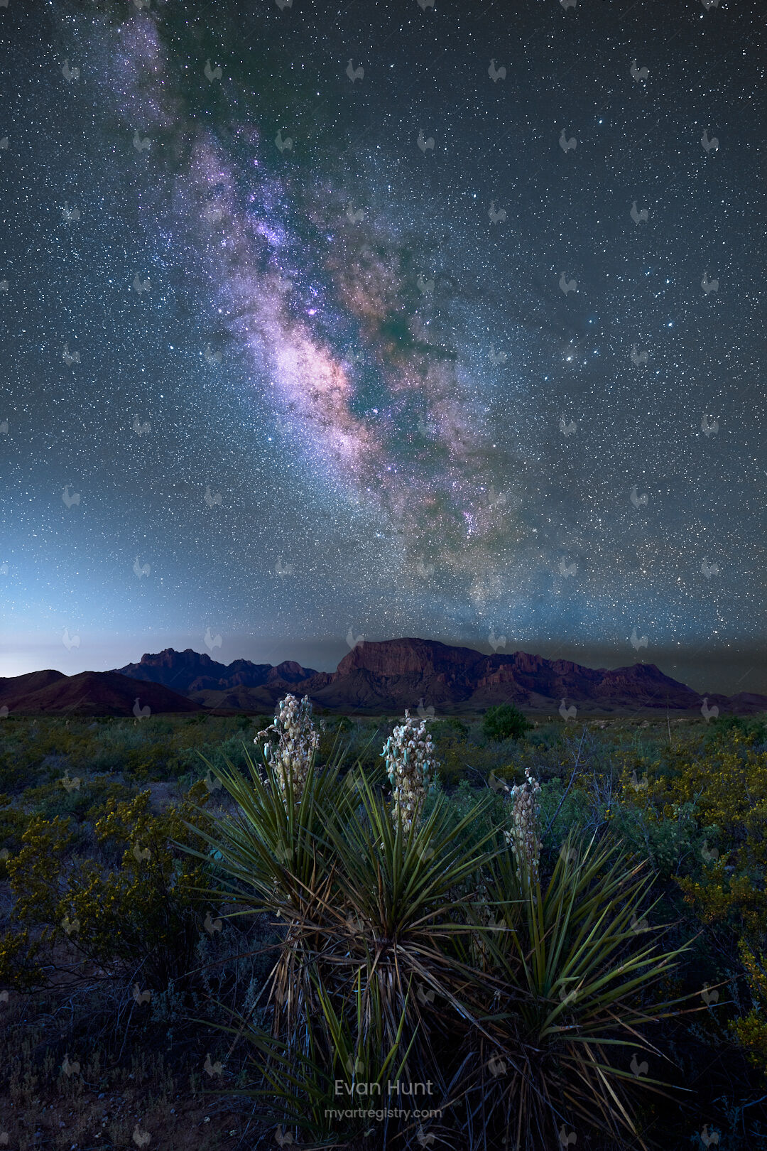 Chihuahuan Night Blossoms