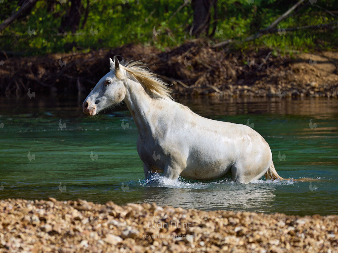 Aquastride