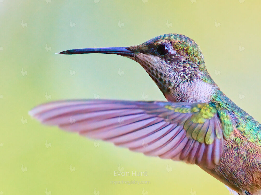 Iridescence