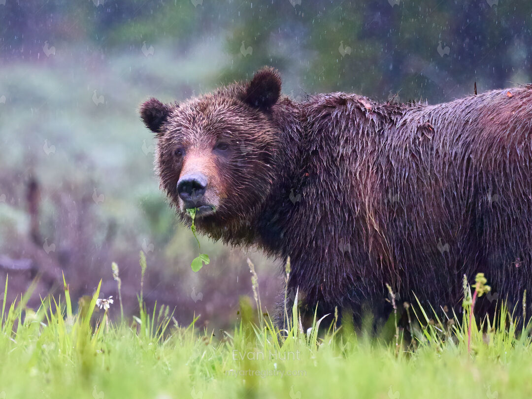 Grizzly 399: The World’s Most Famous Mother Bear