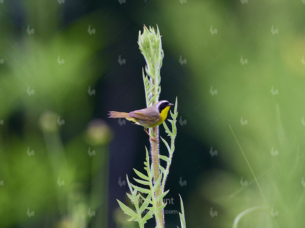 Prairie Gold