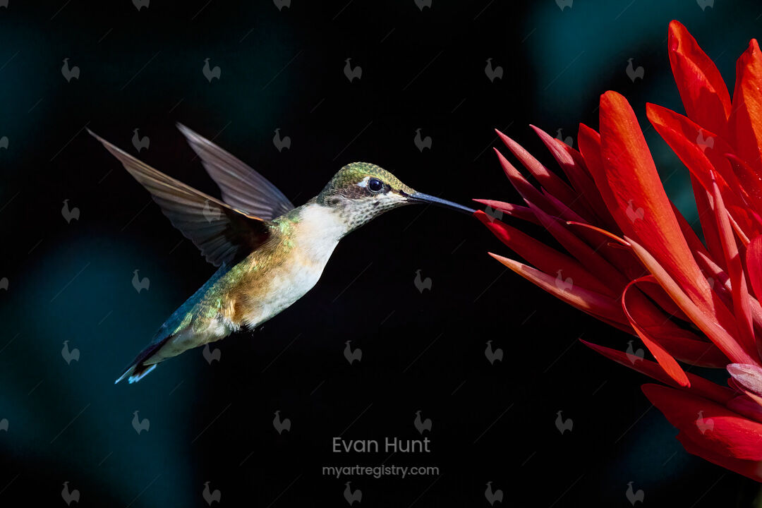 A Fleeting Glimpse of Beauty I
