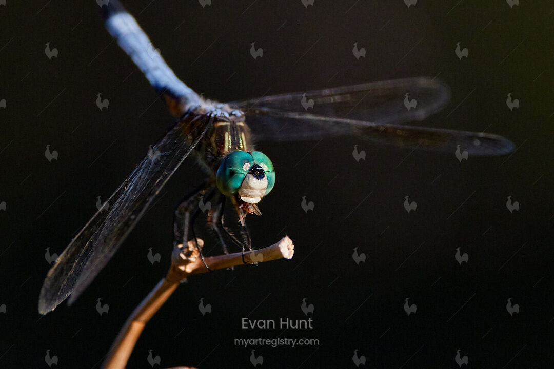 Savor the Hunt