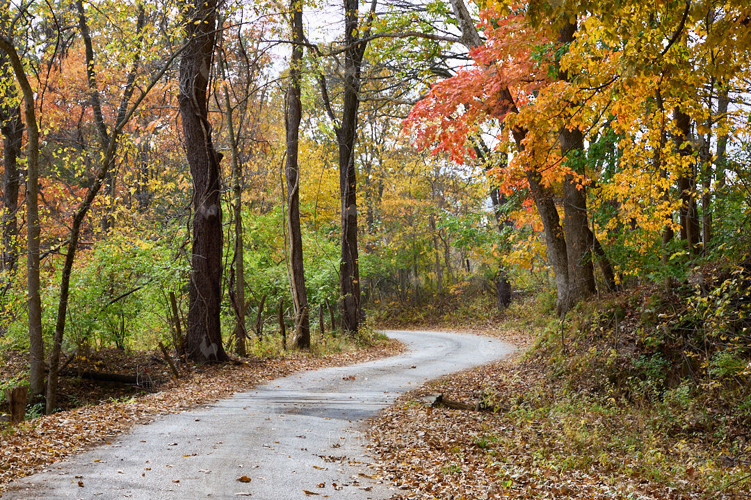 Sugar Maple Bend I