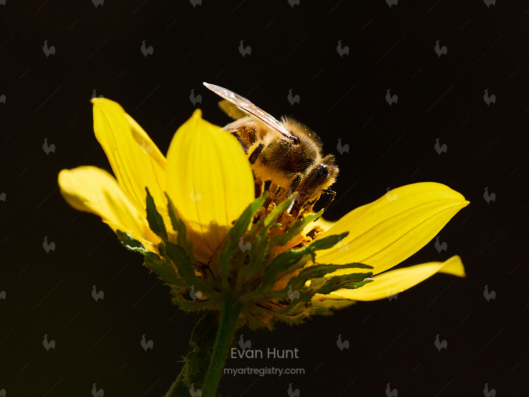 Nectar's Nest